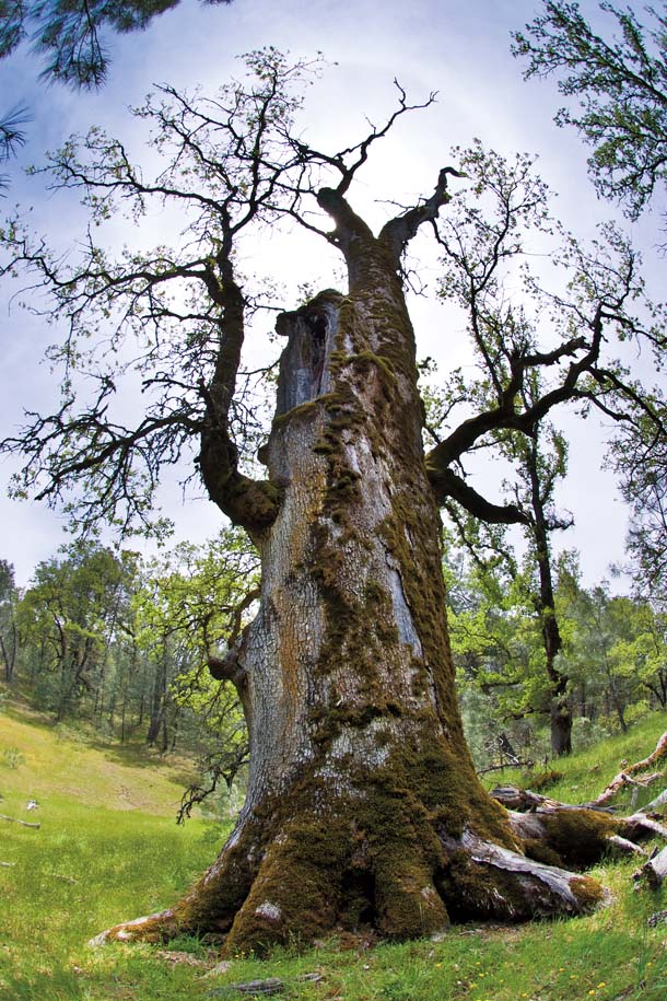 Old Blue, giant blue oak
